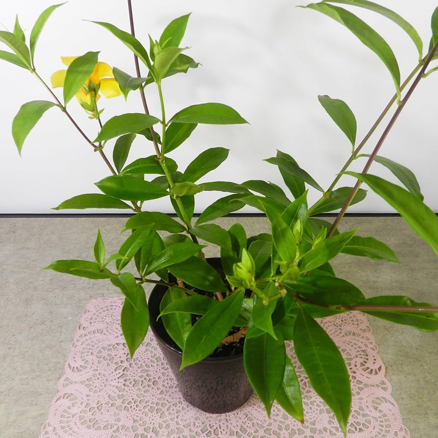 Amazon.co.jp: 【一起園芸】アラマンダ・ヘンダーソニー・鉢花03